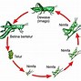 Metamorfosis Jangkrik Tidak Sempurna